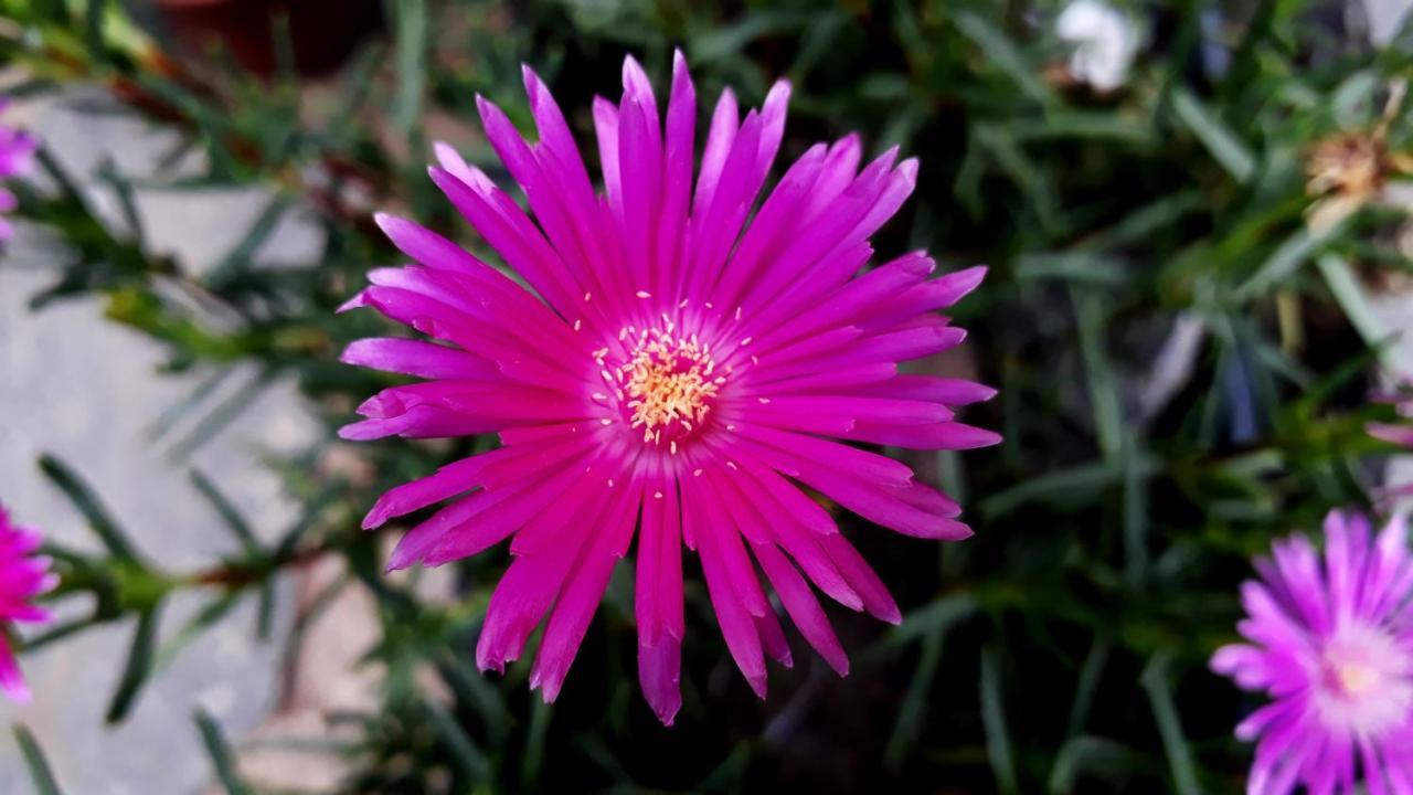 Inn Morada Recanto Flores Miguel Pereira